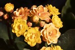 5du00677 - Kalanchoe blossfeldiana