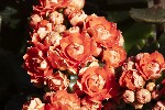 5du00680 - Kalanchoe blossfeldiana