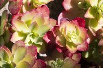 5du00690 - Sedum palmeri