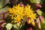 5du00693 - Sedum palmeri