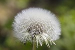 5du00697 - Taraxacum officinale