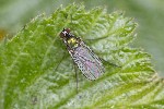 5du00702 - Dolichopus sp.