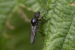 5du00710 - Dilophus febrilis