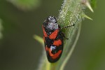 5du00720 - Cercopis vulnerata