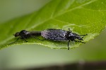 5du00806 - Dilophus febrilis