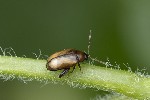 5du00827 - Psylliodes affinis