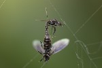 5du00902 - Dilophus febrilis