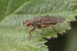5du00921 - Scathophaga lutaria