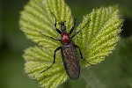 5du00981 - Bibio anglicus