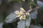 5du00999 - Quercus ilex
