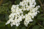 5du01003 - Sambucus nigra