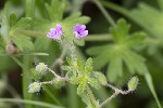 5du01010 - Geranium pusillum