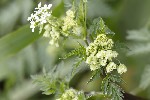 5du01037 - Chaerophyllum aureum