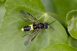 5du01057 - Tenthredo temula