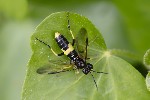 5du01081 - Tenthredo temula