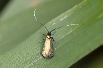 5du01106 - Adela reaumurella