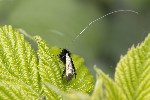5du01122 - Adela reaumurella