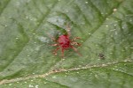 5du01190 - Anystis sp.