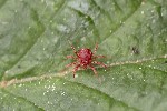 5du01192 - Anystis sp.