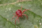 5du01194 - Anystis sp.
