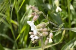 5du01222 - Silene latifolia