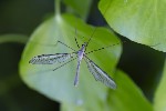 5du01359 - Tipula (Tipula) oleracea