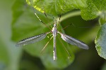 5du01369 - Tipula (Tipula) oleracea