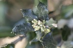 5du01497 - Quercus ilex
