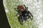 5du01537 - Carrhotus xanthogramma