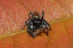 5du01552 - Carrhotus xanthogramma