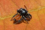 5du01561 - Carrhotus xanthogramma
