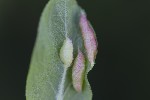 5du01603 - Putoniella pruni