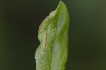 5du01611 - Putoniella pruni