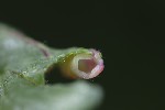5du01612 - Putoniella pruni
