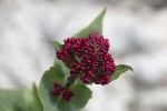 5du01649 - Centranthus ruber