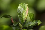 5du01675 - Putoniella pruni
