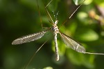 5du01688 - Tipula (Tipula) oleracea