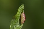 5du01747 - Putoniella pruni