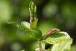 5du01754 - Putoniella pruni