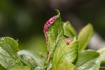 5du01758 - Putoniella pruni