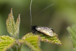 5du01789 - Adela reaumurella