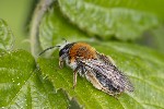 5du01809 - Andrena haemorrhoa
