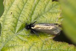 5du01841 - Adela reaumurella