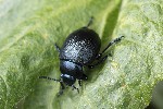 5du01904 - Timarcha goettingensis