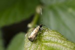 5du01939 - Adela reaumurella