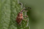5du01965 - Curculio glandium
