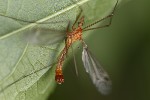 5du02088 - Tipula (Lunatipula) lunata