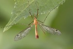 5du02128 - Tipula (Lunatipula) sp.