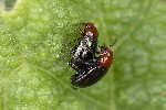 5du02255 - Podagrica fuscipes