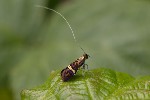 5du02353 - Adela croesella
